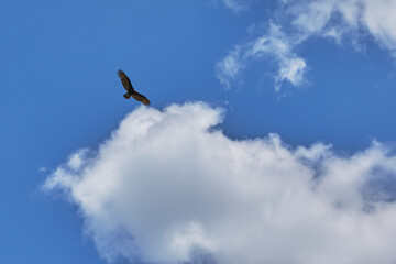 bird flying in a beautiful blue sky with clouds