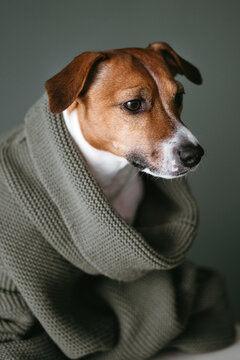 Cute dog in wool sweater.