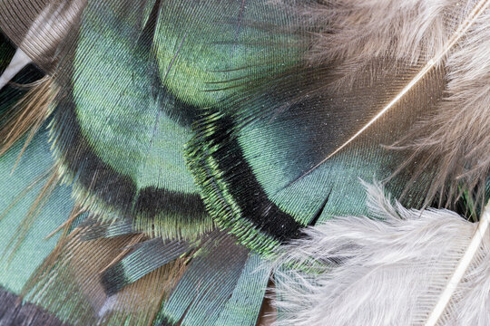 Top View Of Green Feathers  