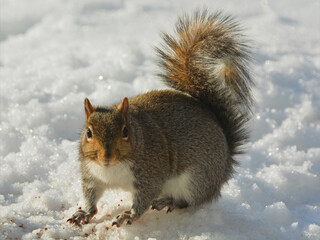 squirrel in snow