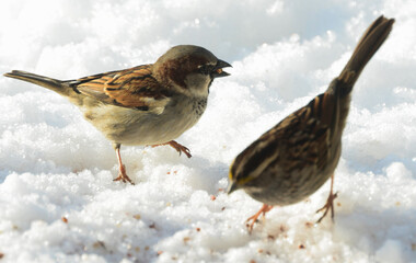 sparrow on snow