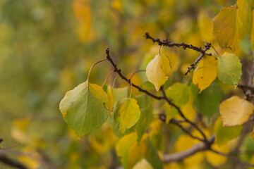 Yellow and green leaves on apricot branches in autumn.