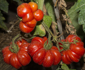 Tomatoes ripen on the bushes.  Tomato is the edible berry of the plant Solanum lycopersicum, commonly known as a tomato plant.