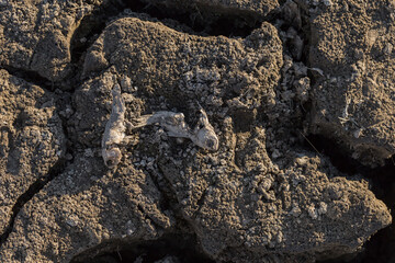 The decay of the corpse of a fish at the bottom of a dried lake. Environmental cataclysm. Death of animals.