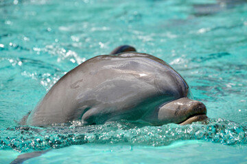 Obraz premium dolphin