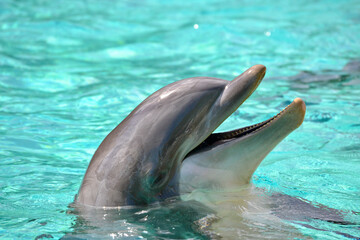 Obraz premium dolphin