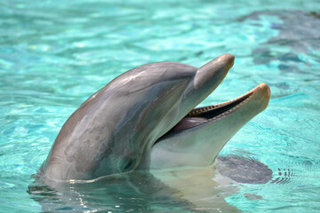 dolphin