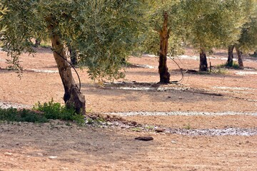 Riego por goteo en una plantación de olivos