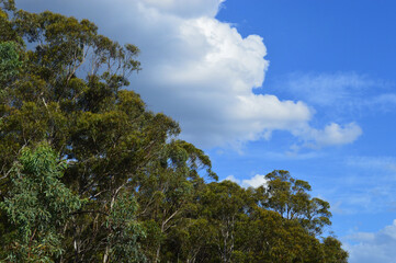 Fototapeta na wymiar Eucalyptus forest near Lithgow, Australia on a sunny day