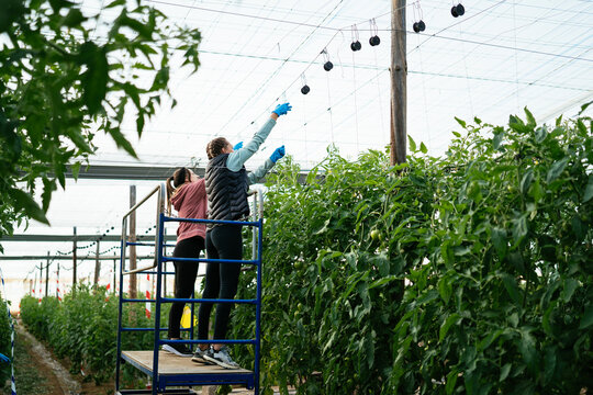 Farmers making trellis for tomato plants