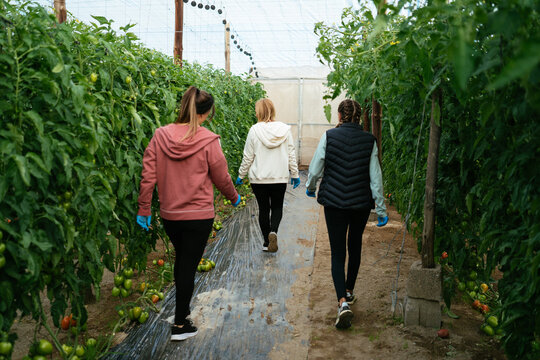 Farm workers walking between rows of tomatoes
