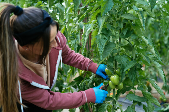 Woman trimming twigs of green tomatoes