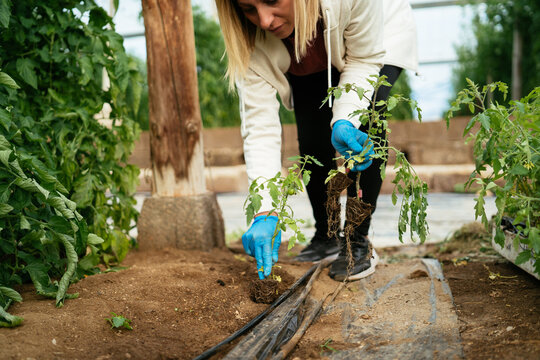 Woman planting seedlings in soil