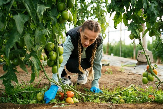 Farmer working in greenhouse cultivating tomatoes