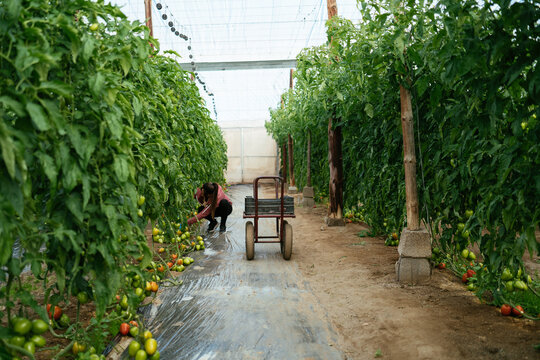 Woman harvesting tomatoes in greenhouse