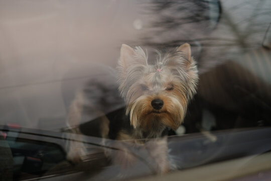 Yorkshire Terrier behind the glass of the car