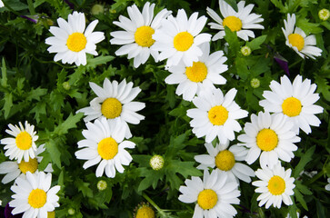White and yellow Daisies Flowers at a botanical garden.