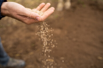 Man sowing seeds in field