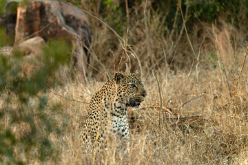 Fototapeta na wymiar Leopard (Panthera pardus) out hunting in low veldt; South Africa