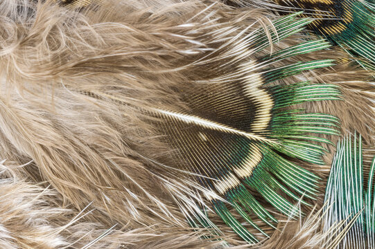 Natural Green And Brown Feathers 