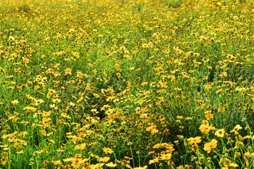 In spring, the park is full of yellow flowers. The Chinese name is Gesang flower, which is in northern China.