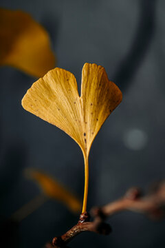 Gingko leaves