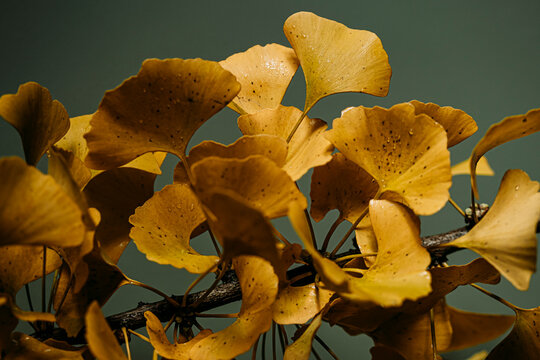 Gingko leaves