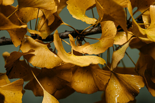 Gingko leaves
