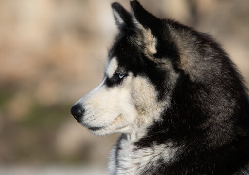 Portrait Of A Siberian Husky With Blue Eyes