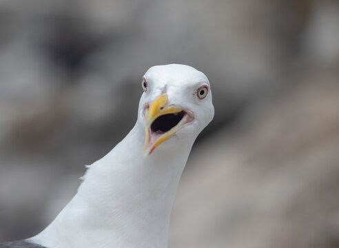Close-up portrait of a seagull