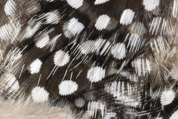 Feather And Down Of Spotted Guinea Fowl From Above 