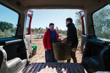Farmers putting harvest of olives in car