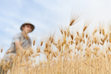 麦畑で仕事をする農家