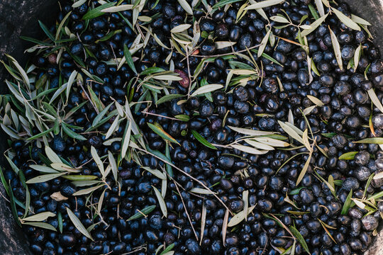 Heap of fresh black olives and leaves