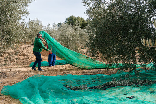 Gardener spreading net between olive trees