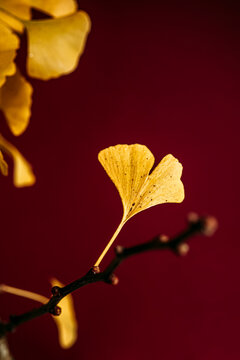Gingko leaf and buds