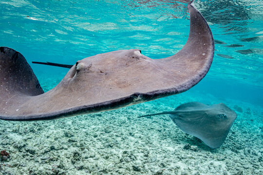 Pink Whipray Portrait