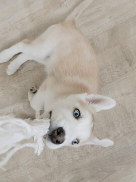 Silly puppy playing tug of war