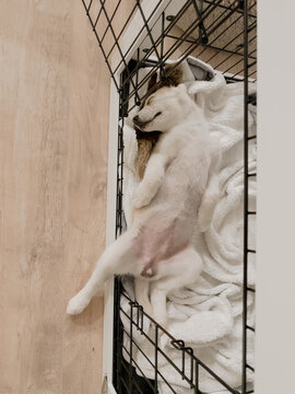 Puppy passed out in the door of the crate
