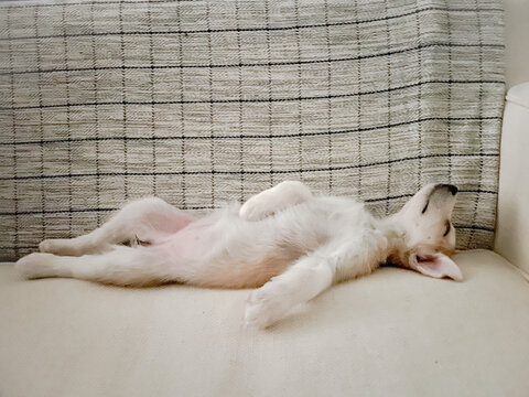 Puppy stretched out sleeping 