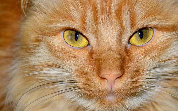 portrait of red fluffy cat close up