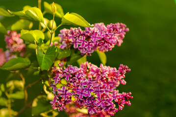 Fototapeta na wymiar A blooming lilac bush in the garden. Spring landscape with flowers