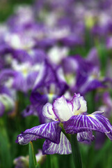 神戸須磨離と海釣り公園の景色