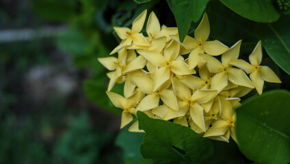 yellow flower on a tree