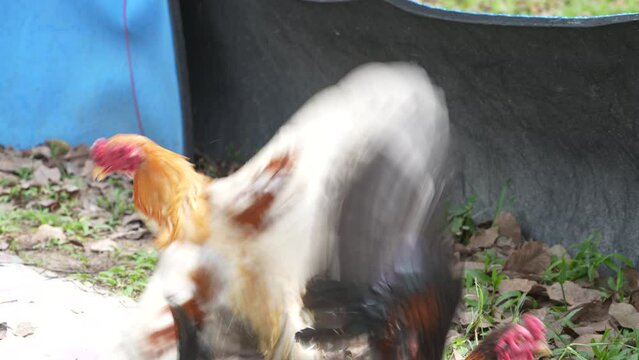 Two angry wild roosters fighting, close up, island Koh Phangan, Thailand