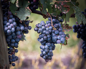 Fototapeta premium bunch of purple grapes on vine