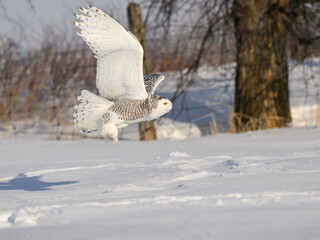 Female Snowy Owl Flying Low Over Snow Field in Winter