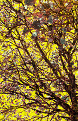 Abl Gte Yll tree autumn