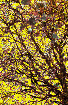 Abl Gte Yll tree autumn