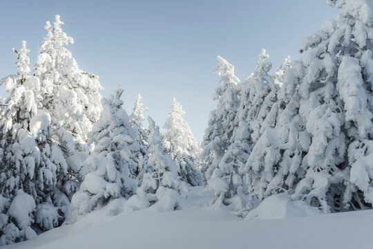 Snow forest landscape